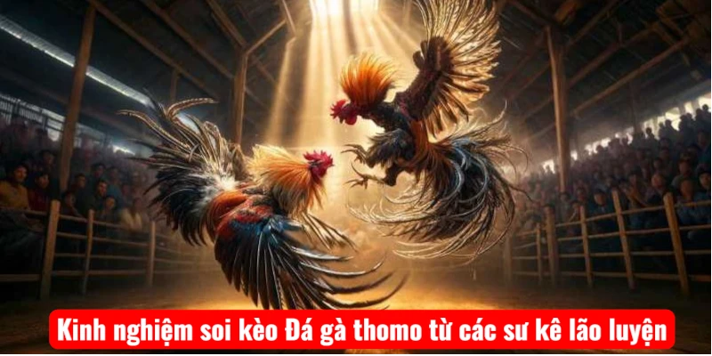 Kinh nghiệm soi kèo Đá gà thomo từ các sư kê lão luyện